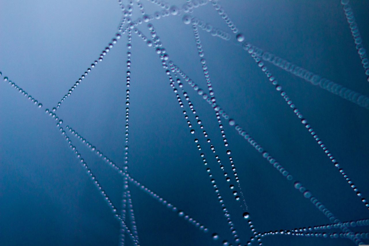 A close-up of a spiderweb covered with water droplets, symbolizing traces of origin woven invisibly into AI-generated texts