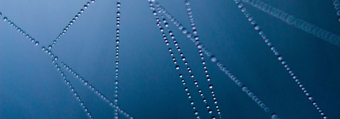 A close-up of a spiderweb covered with water droplets, symbolizing traces of origin woven invisibly into AI-generated texts